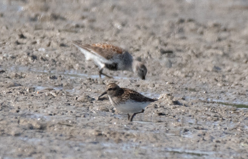 Semipalmated Sandpiper - ML577324181