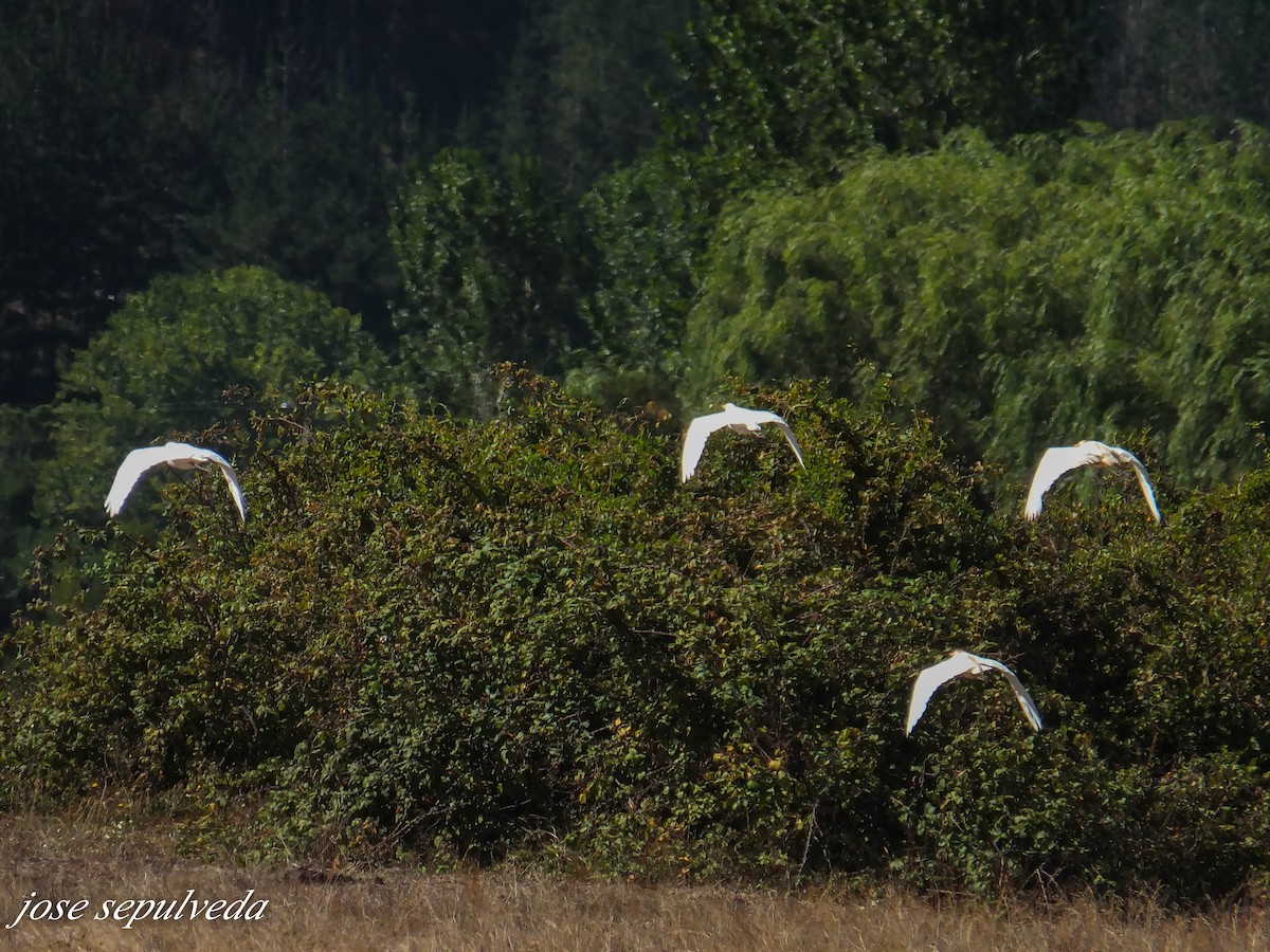 Western Cattle Egret - ML577324221