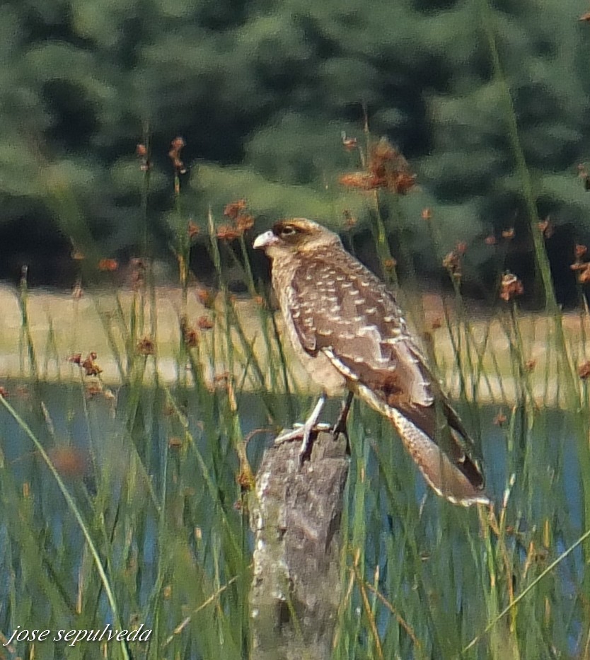 Chimango Caracara - ML577324331