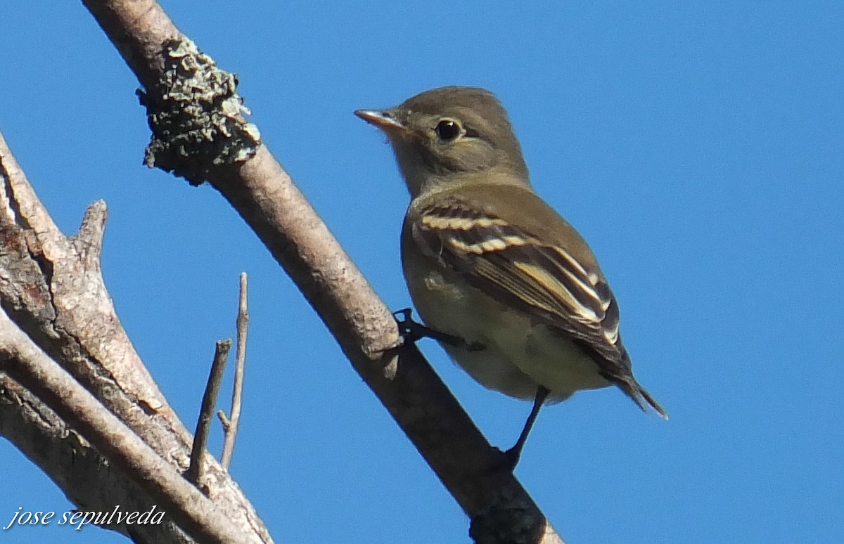 White-crested Elaenia - ML577324451