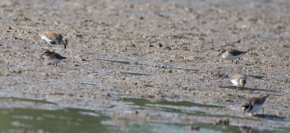 Semipalmated Sandpiper - ML577324741