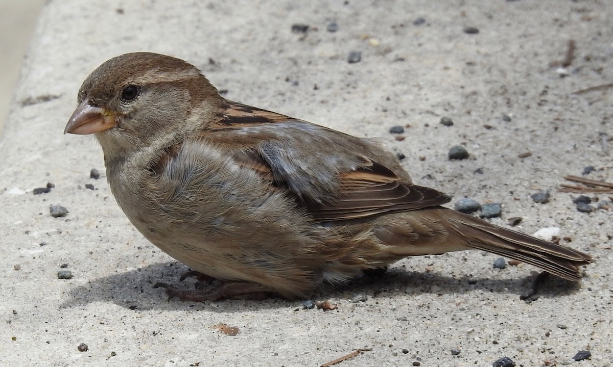 House Sparrow - alice horst