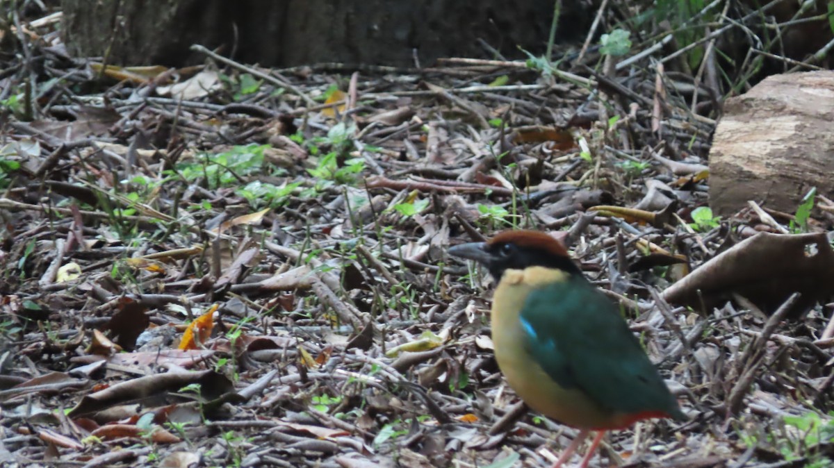 Noisy Pitta - Jo Culican