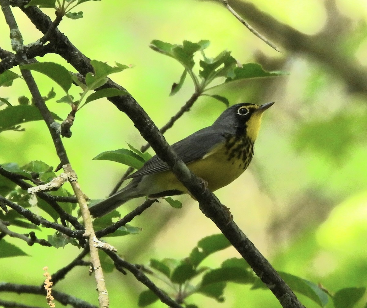 Canada Warbler - ML577325361