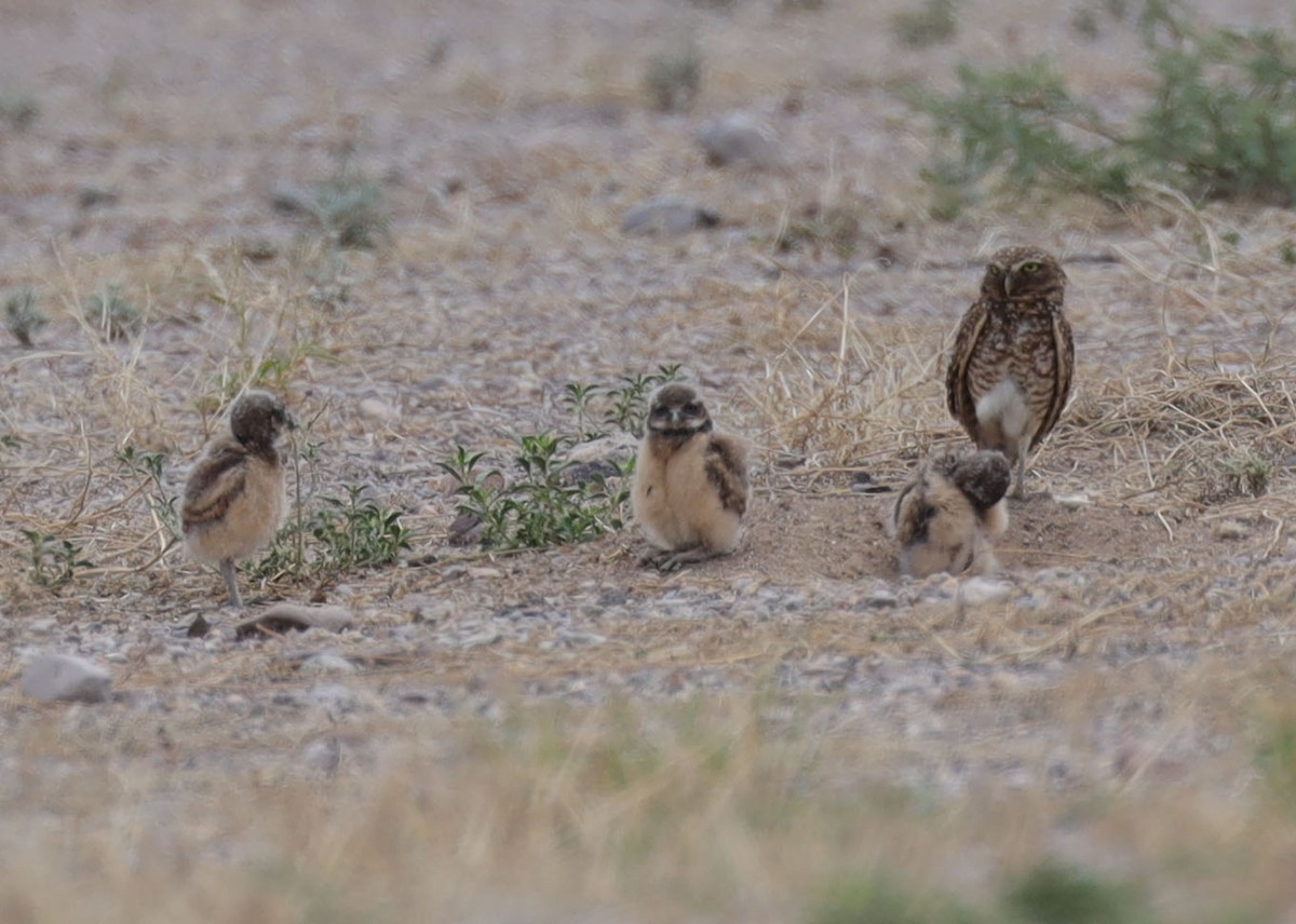 Burrowing Owl - ML577326331