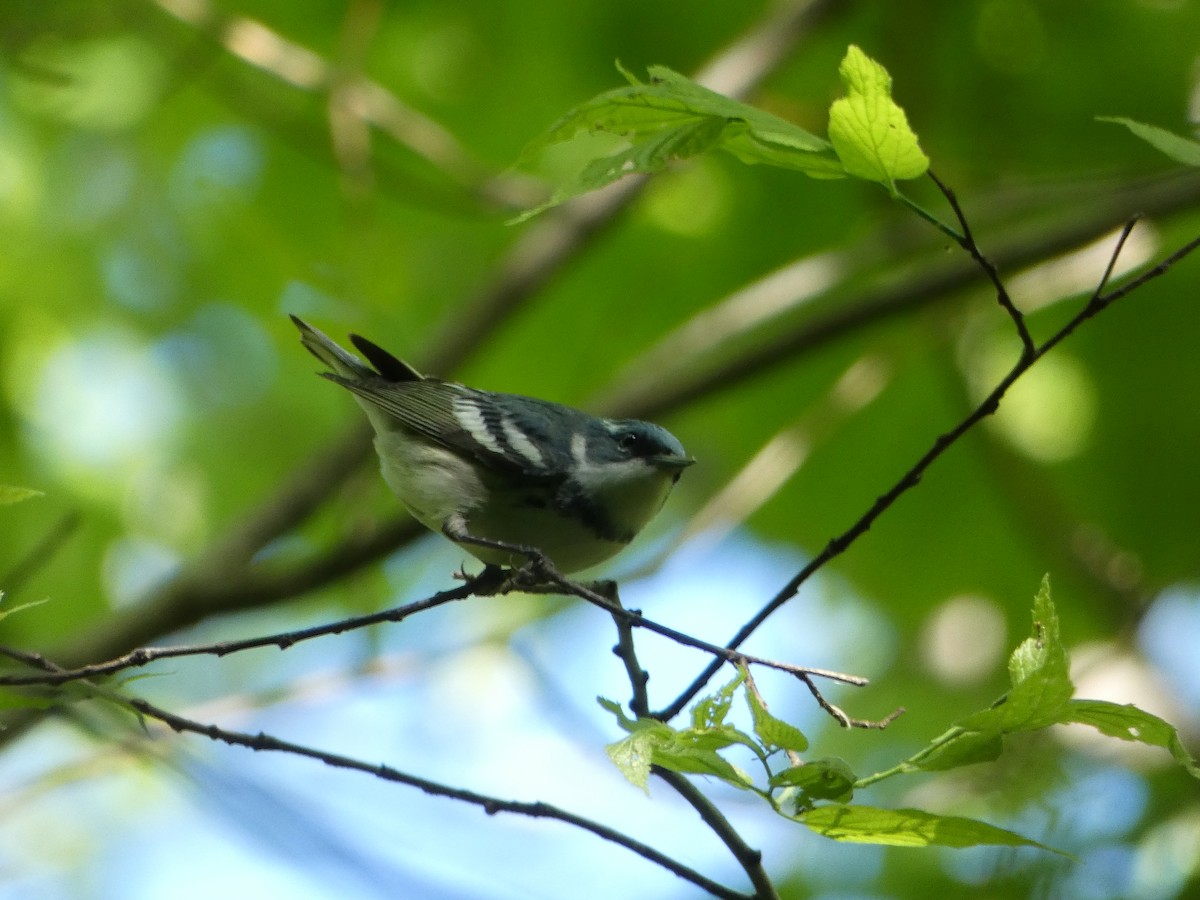 Cerulean Warbler - ML577327111