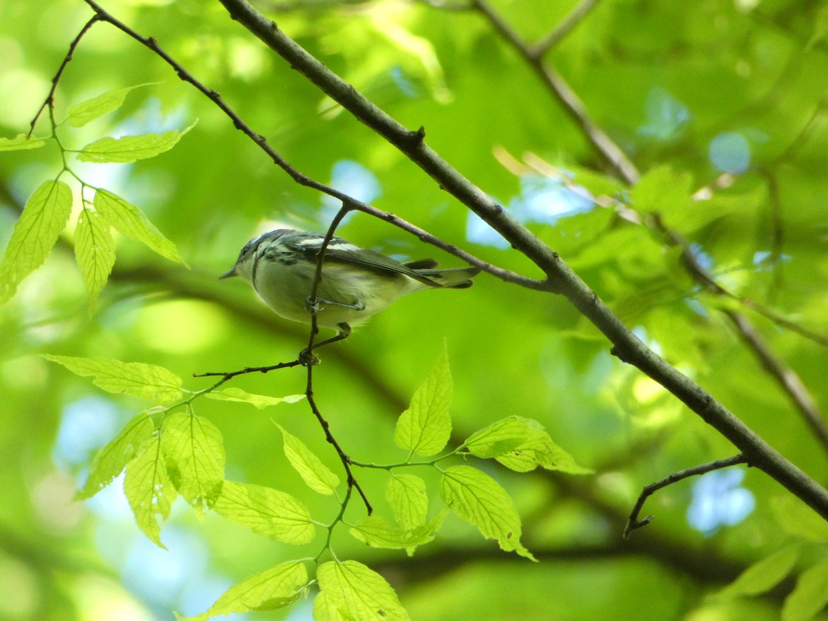 Cerulean Warbler - ML577327141