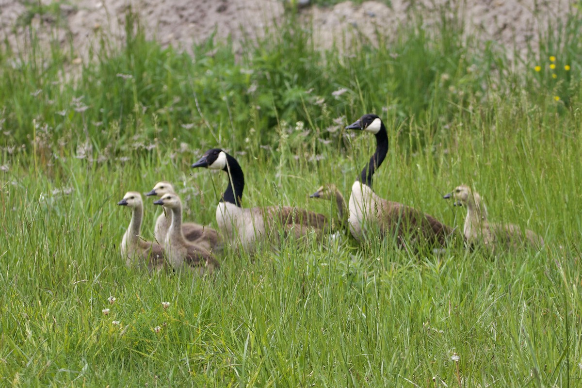 Canada Goose - ML577327441