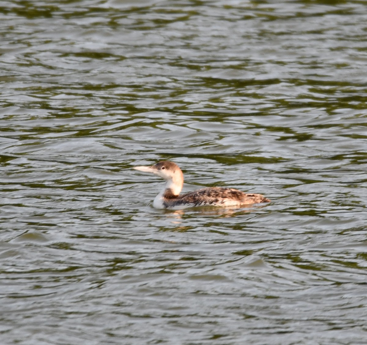 Common Loon - ML577328461