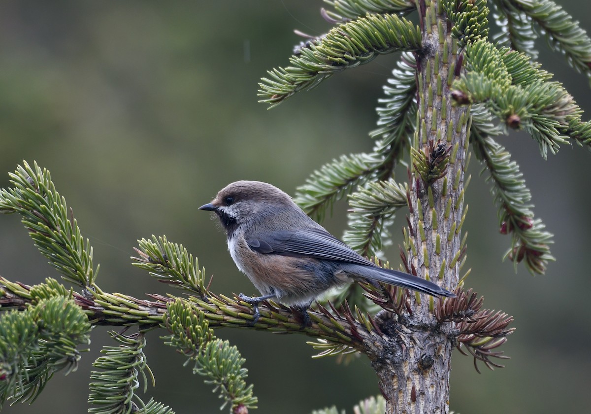 Boreal Chickadee - Jan Hansen