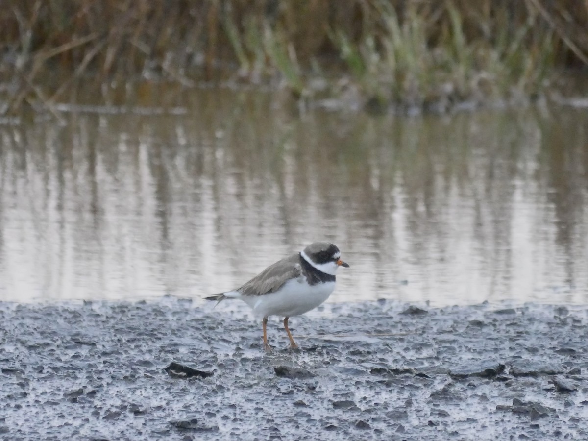 Semipalmated Plover - ML577332881