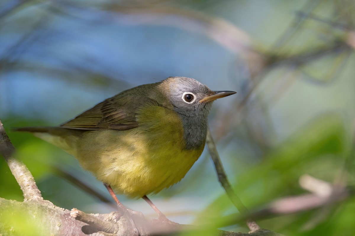 Connecticut Warbler - ML577332981