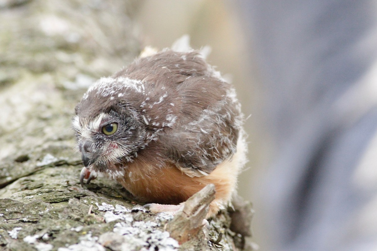 Northern Saw-whet Owl - ML57733321