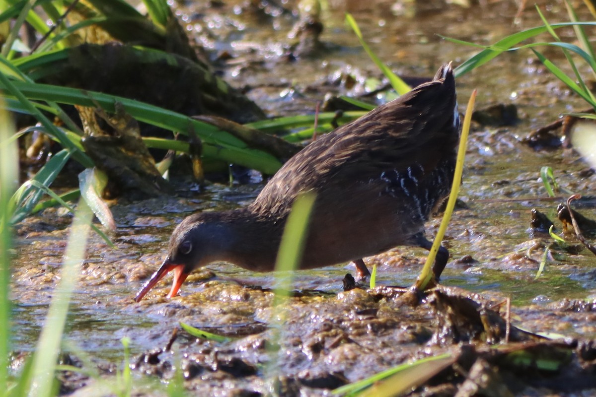 Virginia Rail - Sandy C