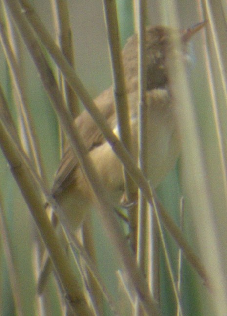 Common Reed Warbler - ML577333661
