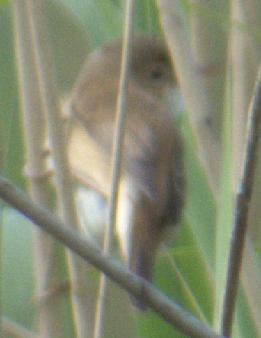 Common Reed Warbler - ML577333671