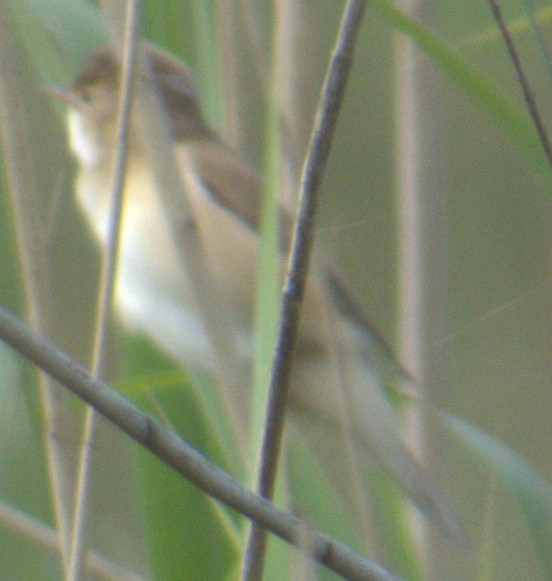 Common Reed Warbler - ML577333681