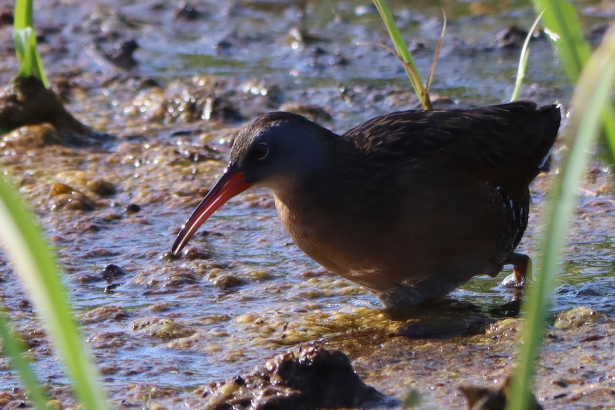 Virginia Rail - Sandy C