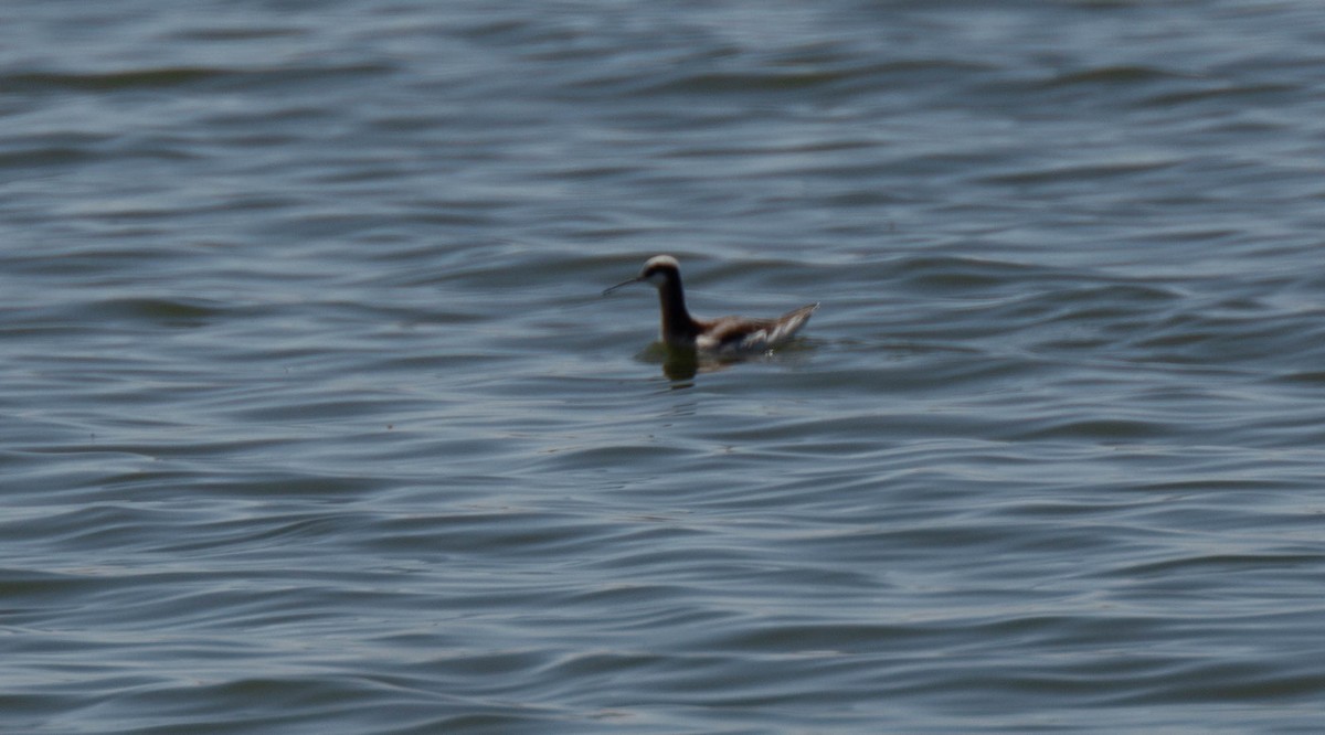 Wilson's Phalarope - ML577334751