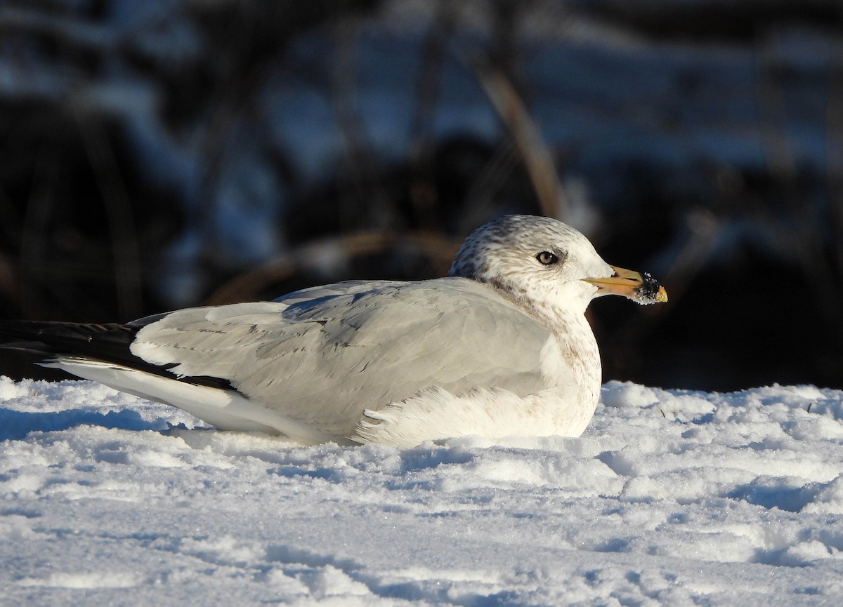 Ring-billed Gull - Tamara Aho