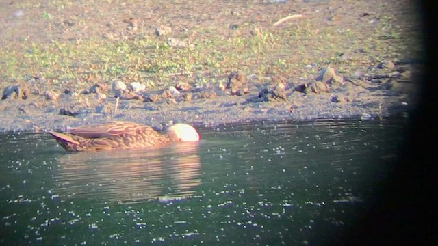 Mottled Duck - ML577336031