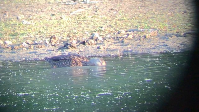 Mottled Duck - ML577336041