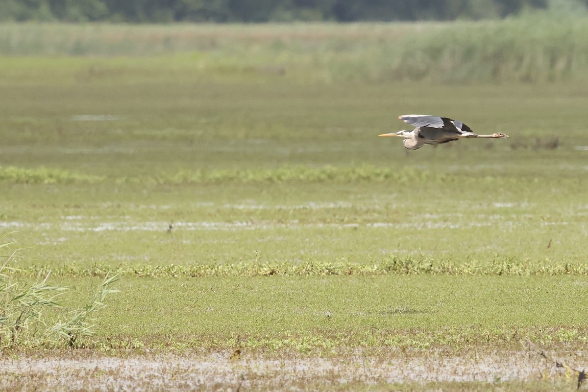 Great Blue Heron - ML577338641