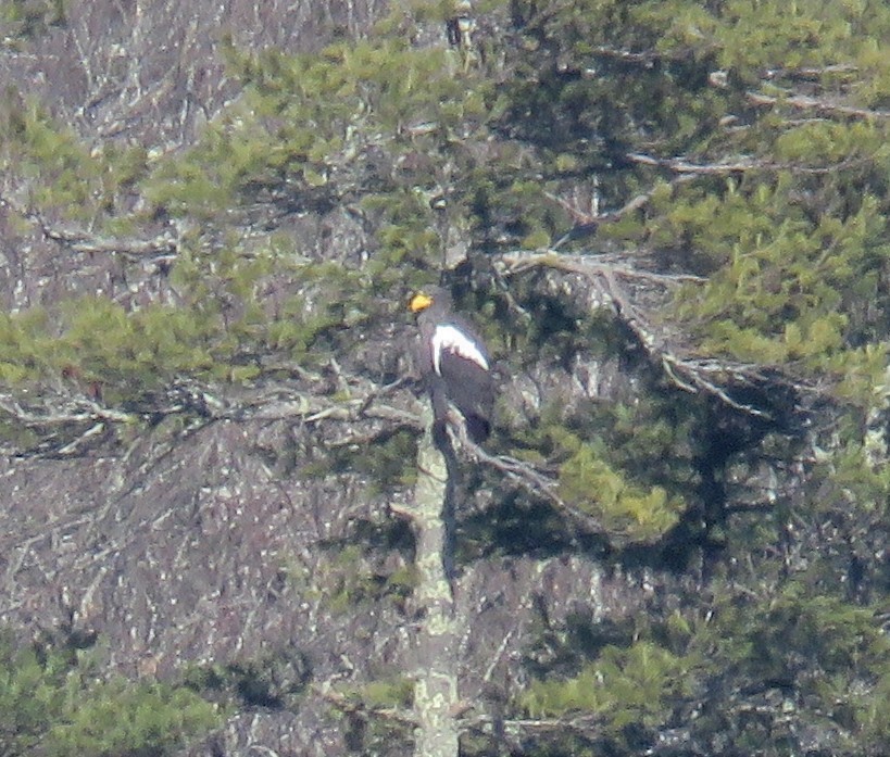 Steller's Sea-Eagle - ML577338951