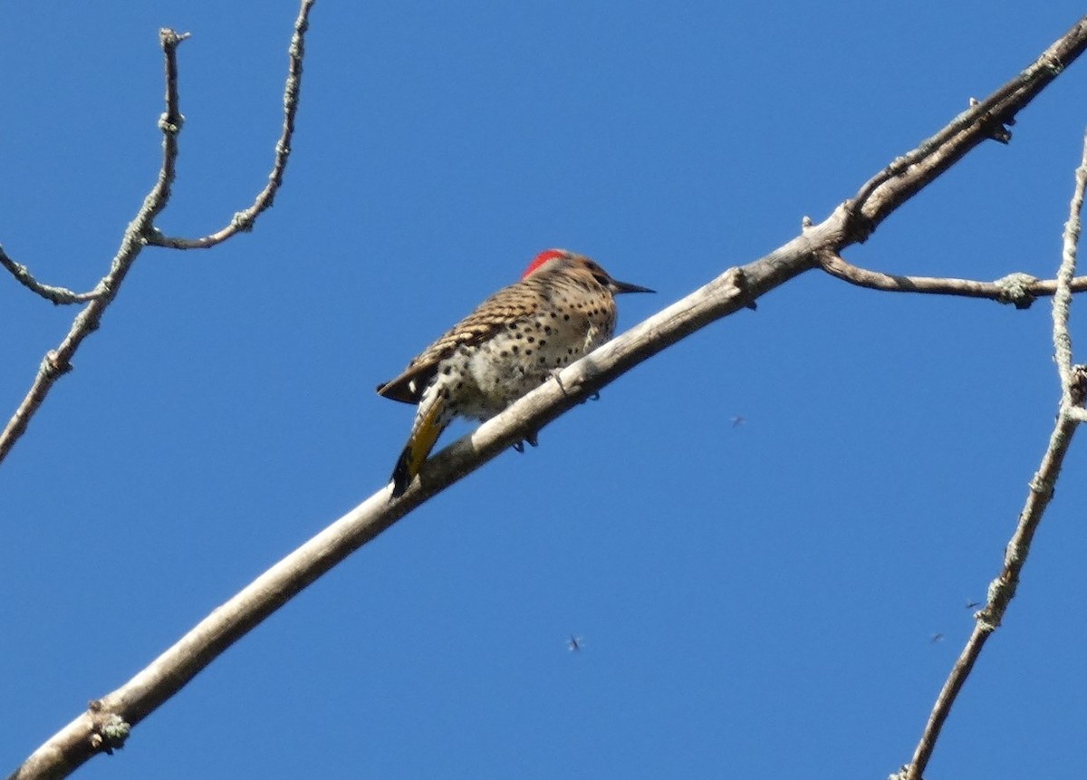 Northern Flicker - ML577342071