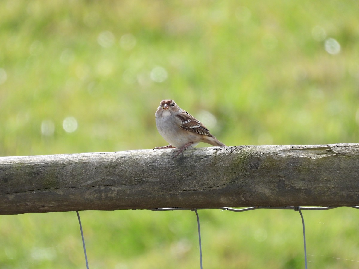 White-crowned Sparrow - ML577342801