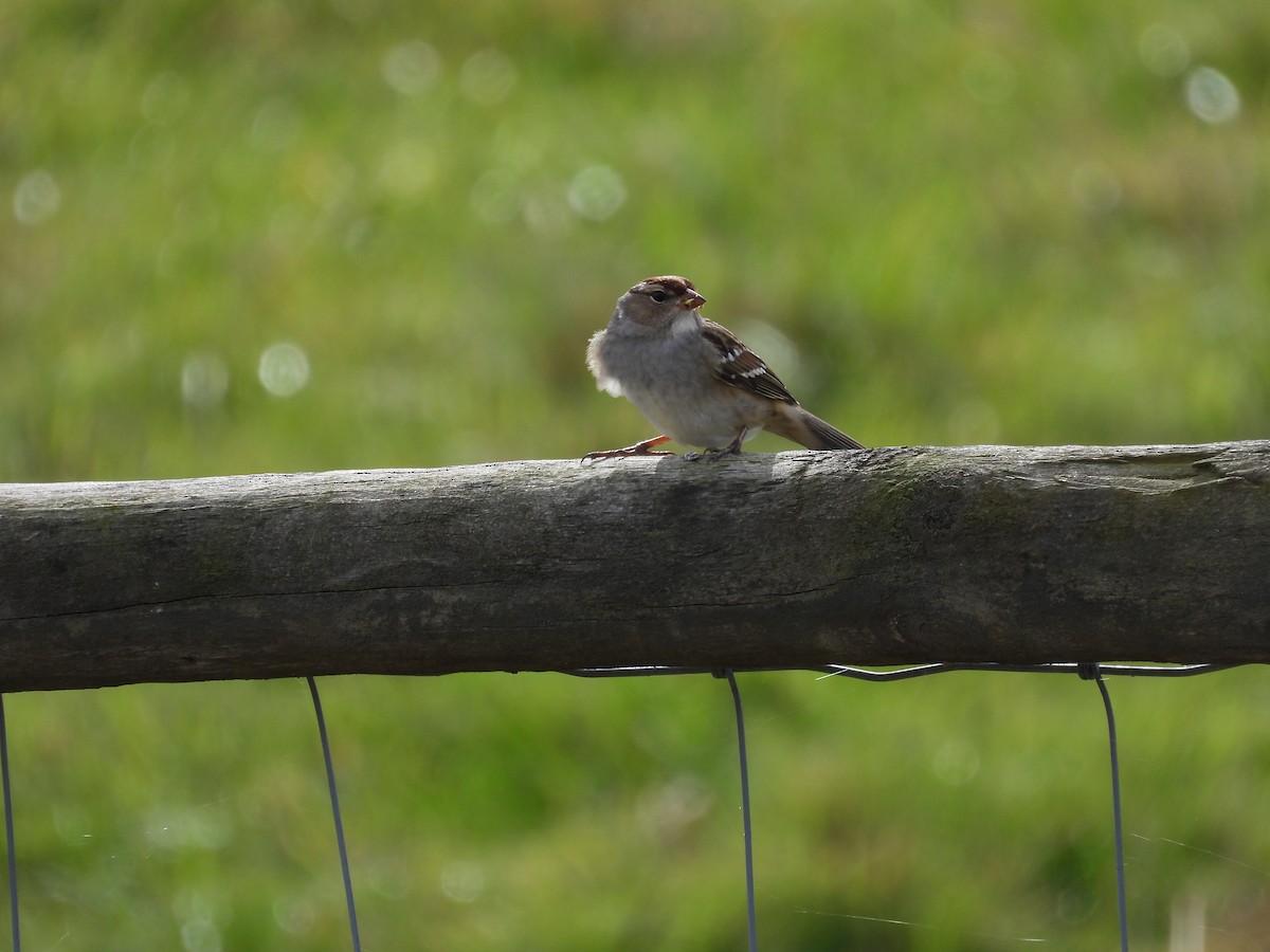 White-crowned Sparrow - ML577342821