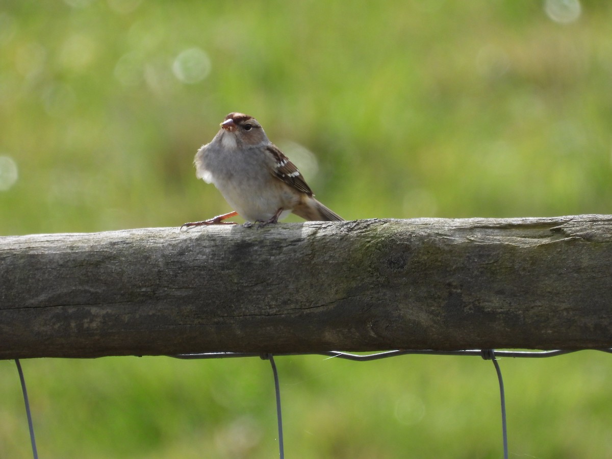 White-crowned Sparrow - ML577342871
