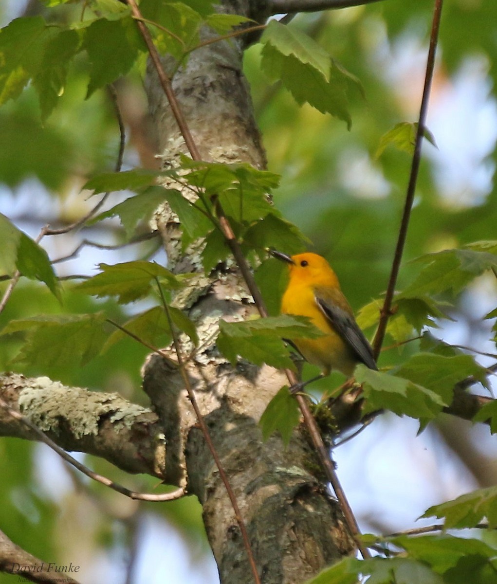 Prothonotary Warbler - ML577343471