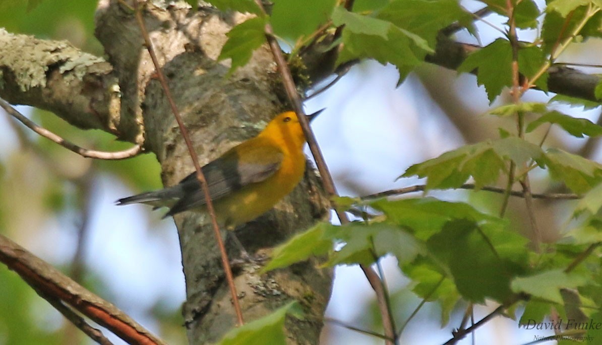 Prothonotary Warbler - ML577343481