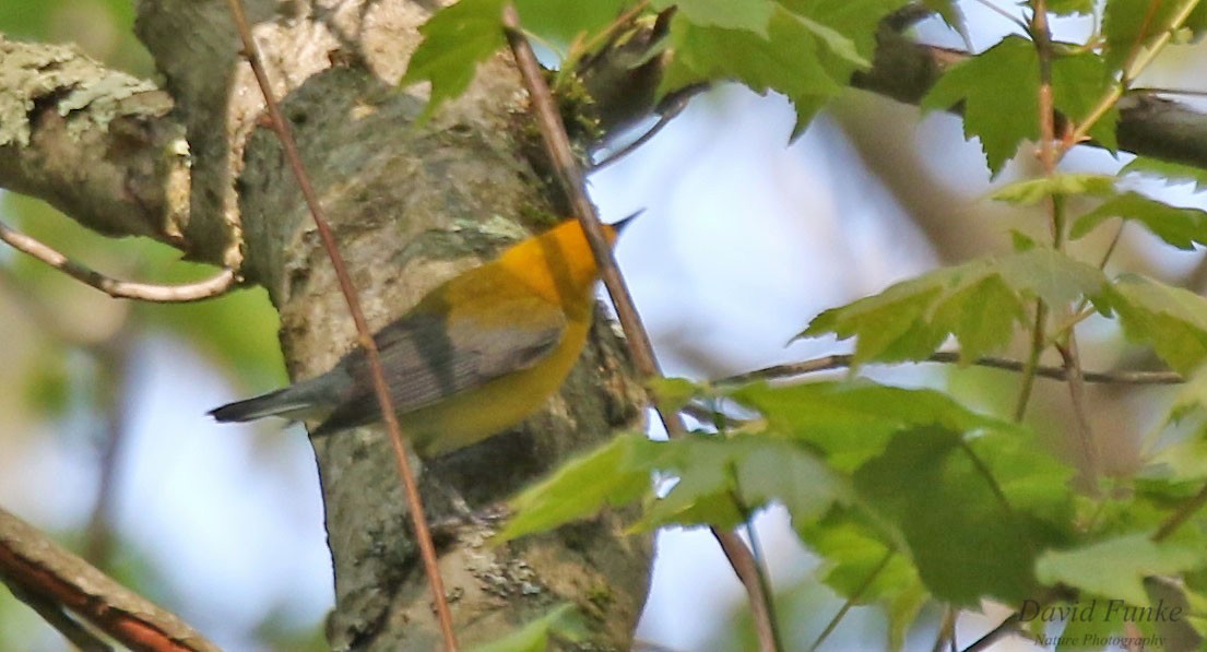 Prothonotary Warbler - ML577343491