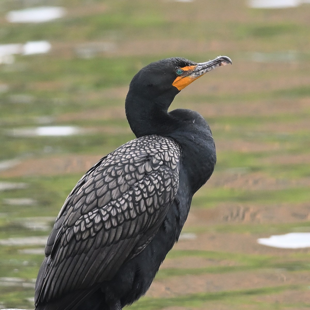 Double-crested Cormorant - Gerardo Aguilar Anzures