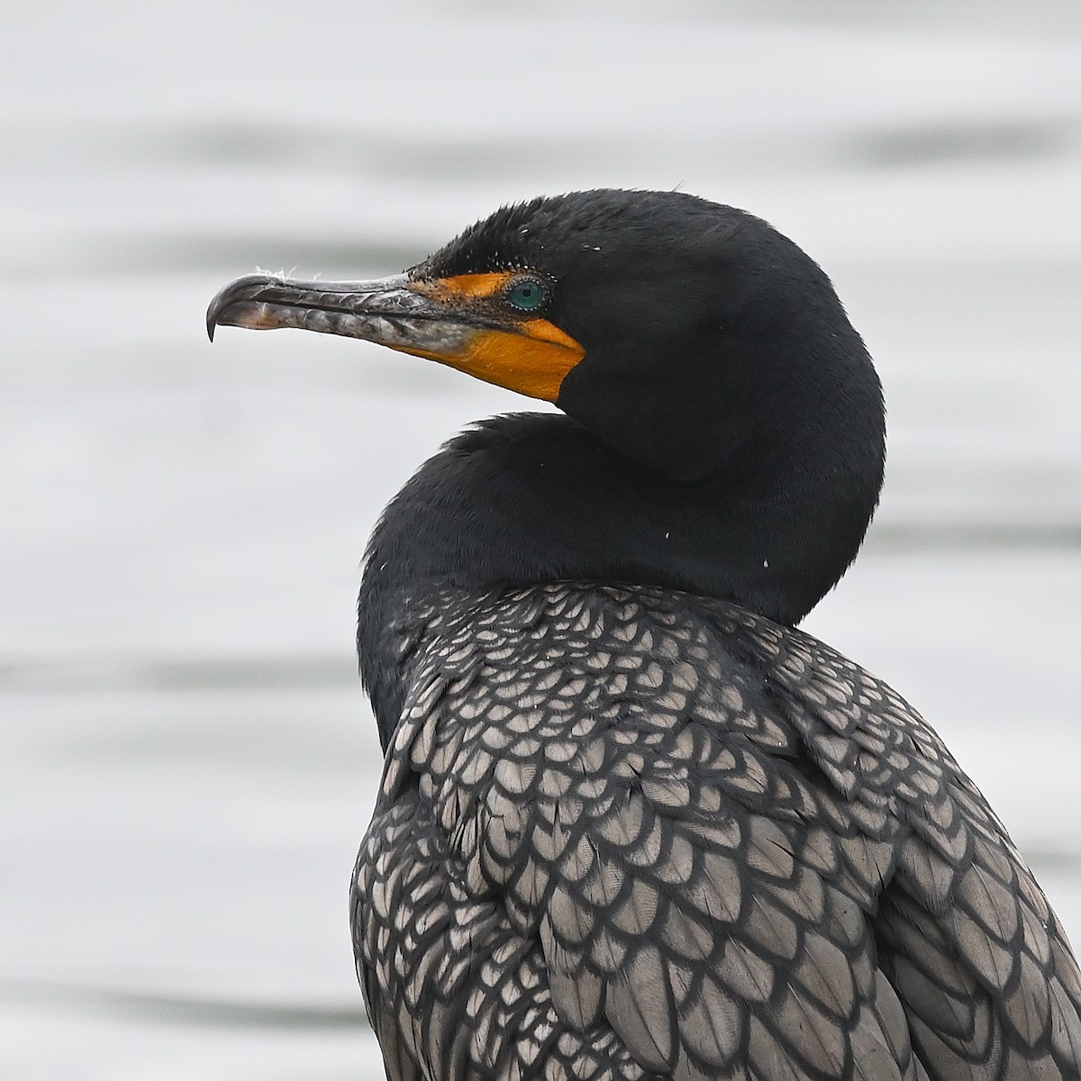 Double-crested Cormorant - Gerardo Aguilar Anzures