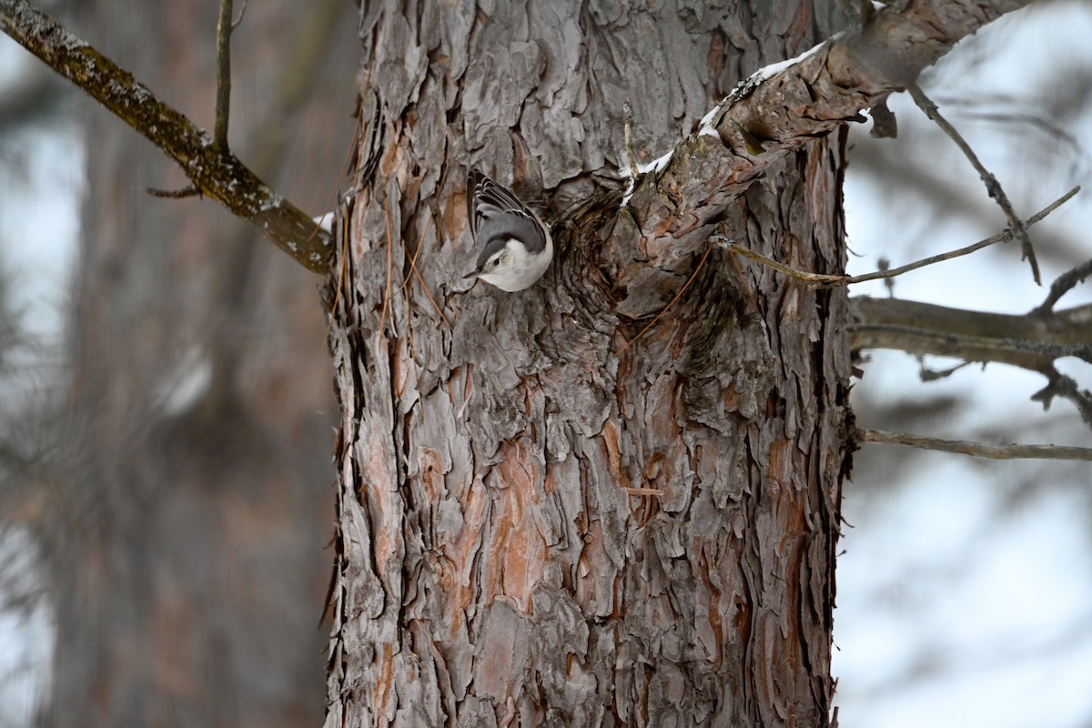 White-breasted Nuthatch - Shelley Grant