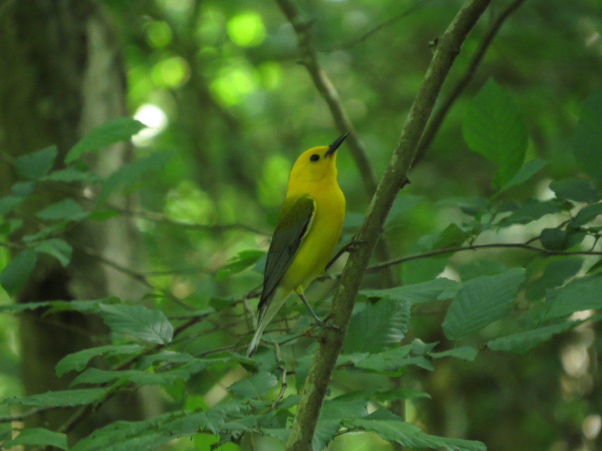 Prothonotary Warbler - ML577345631