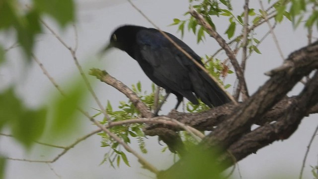 Great-tailed Grackle - ML577345731