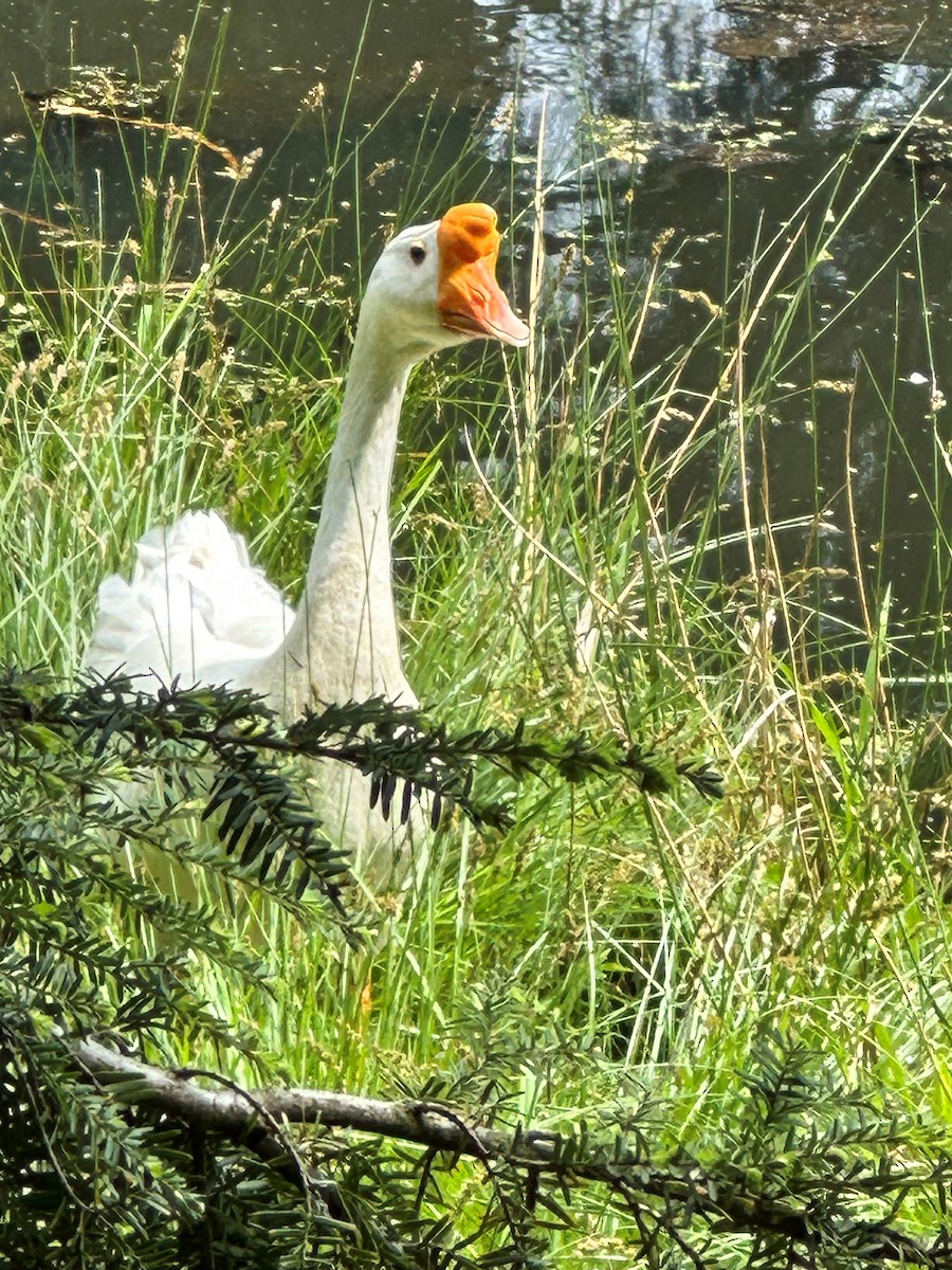 eBird Checklist - 24 May 2023 - Frank Mason Park - 24 species (+1 other ...