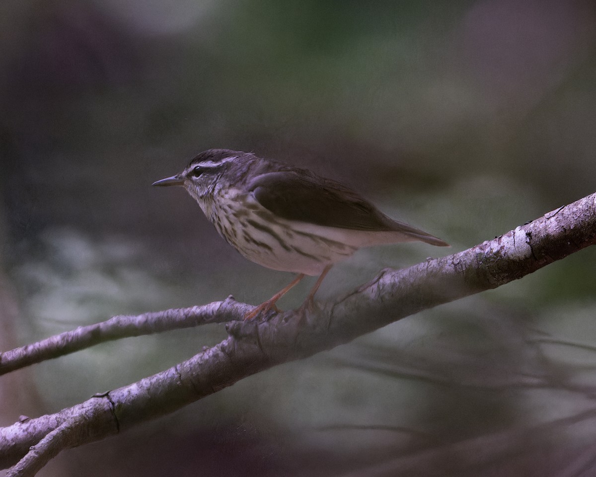 Louisiana Waterthrush - ML577346091