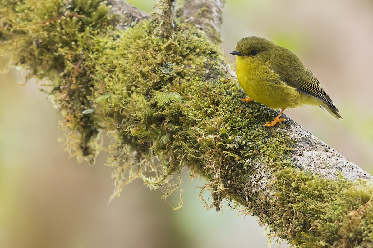 Canary Flyrobin - Dubi Shapiro