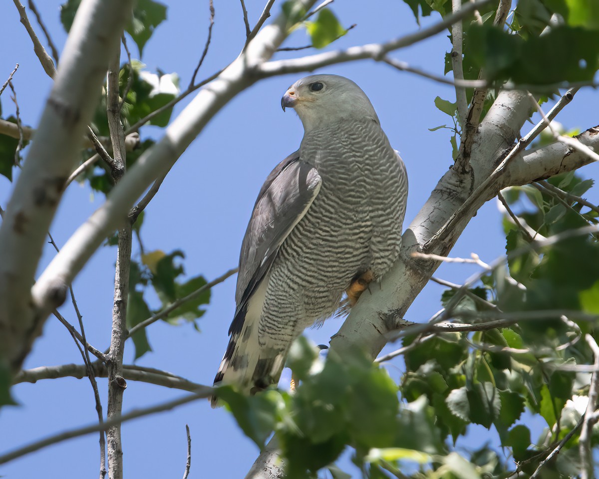 Gray Hawk - ML577346901