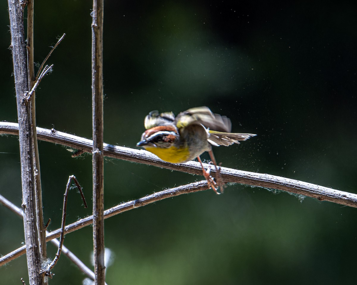 Rufous-capped Warbler - ML577347121