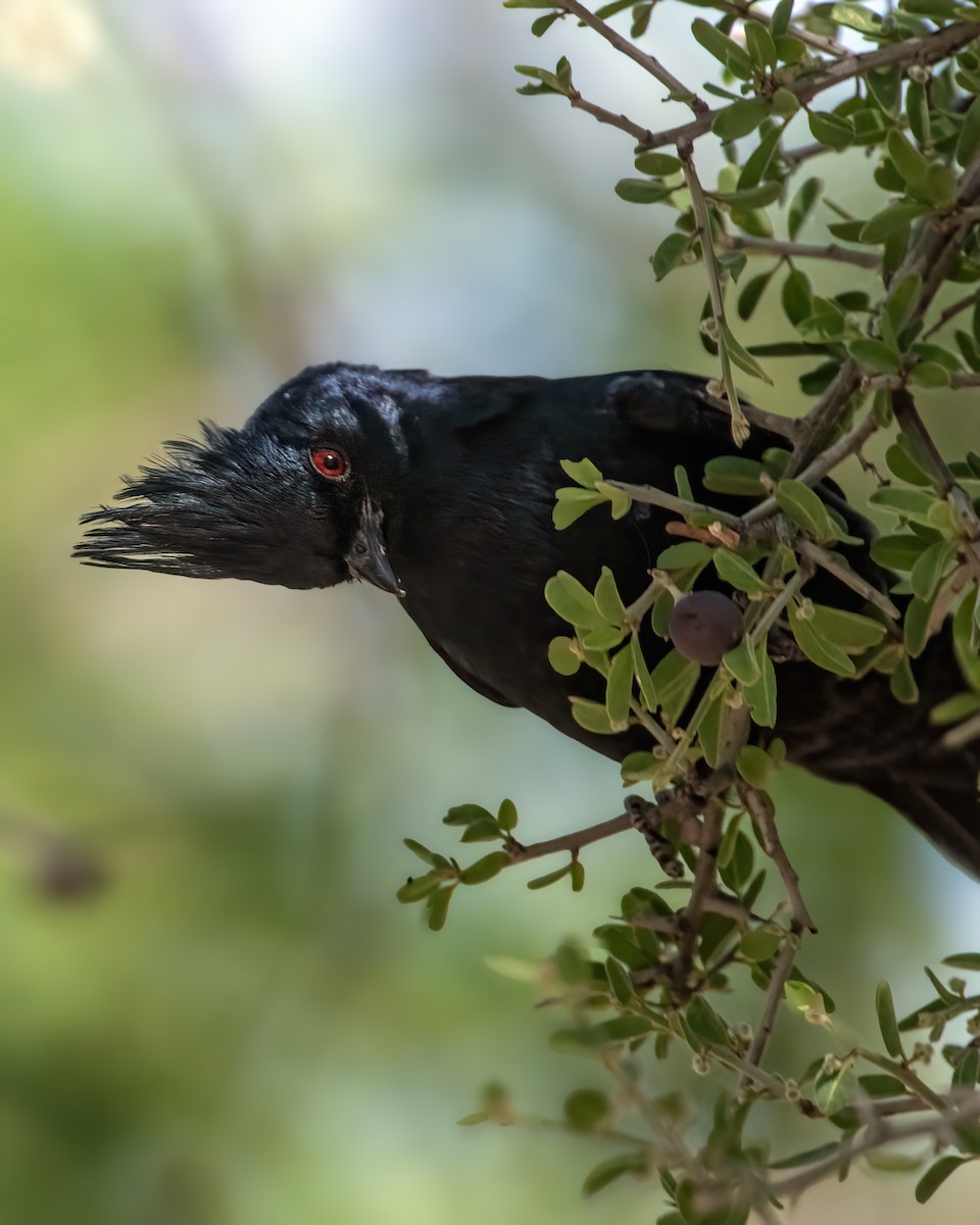 Phainopepla - ML577347311