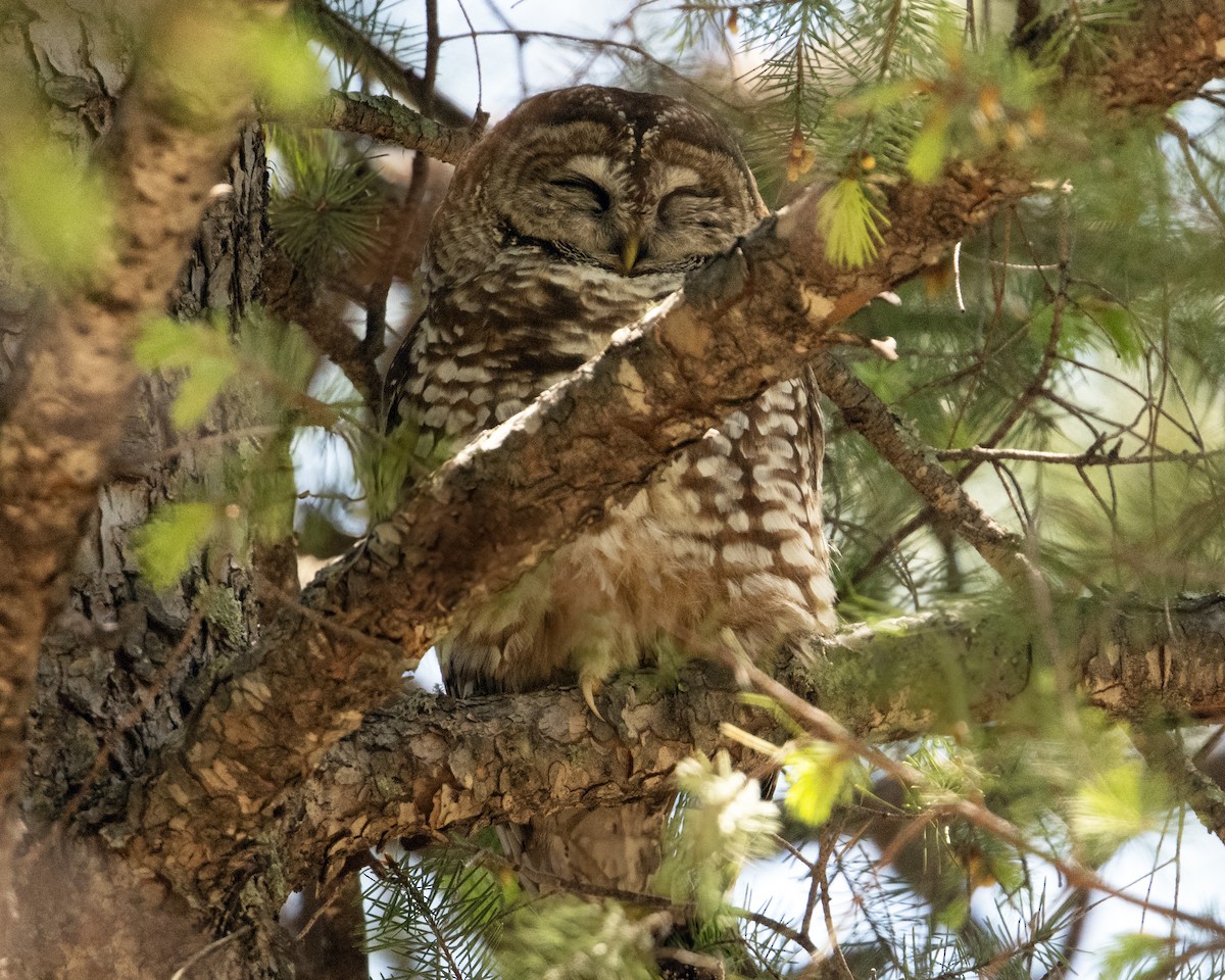 Spotted Owl (Mexican) - ML577347931