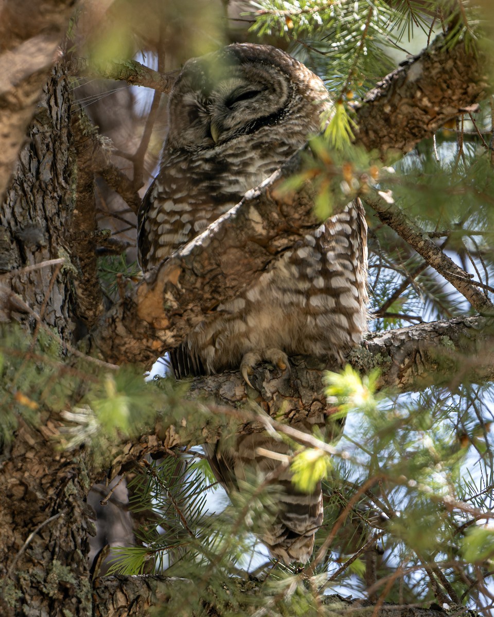 Spotted Owl (Mexican) - ML577348151