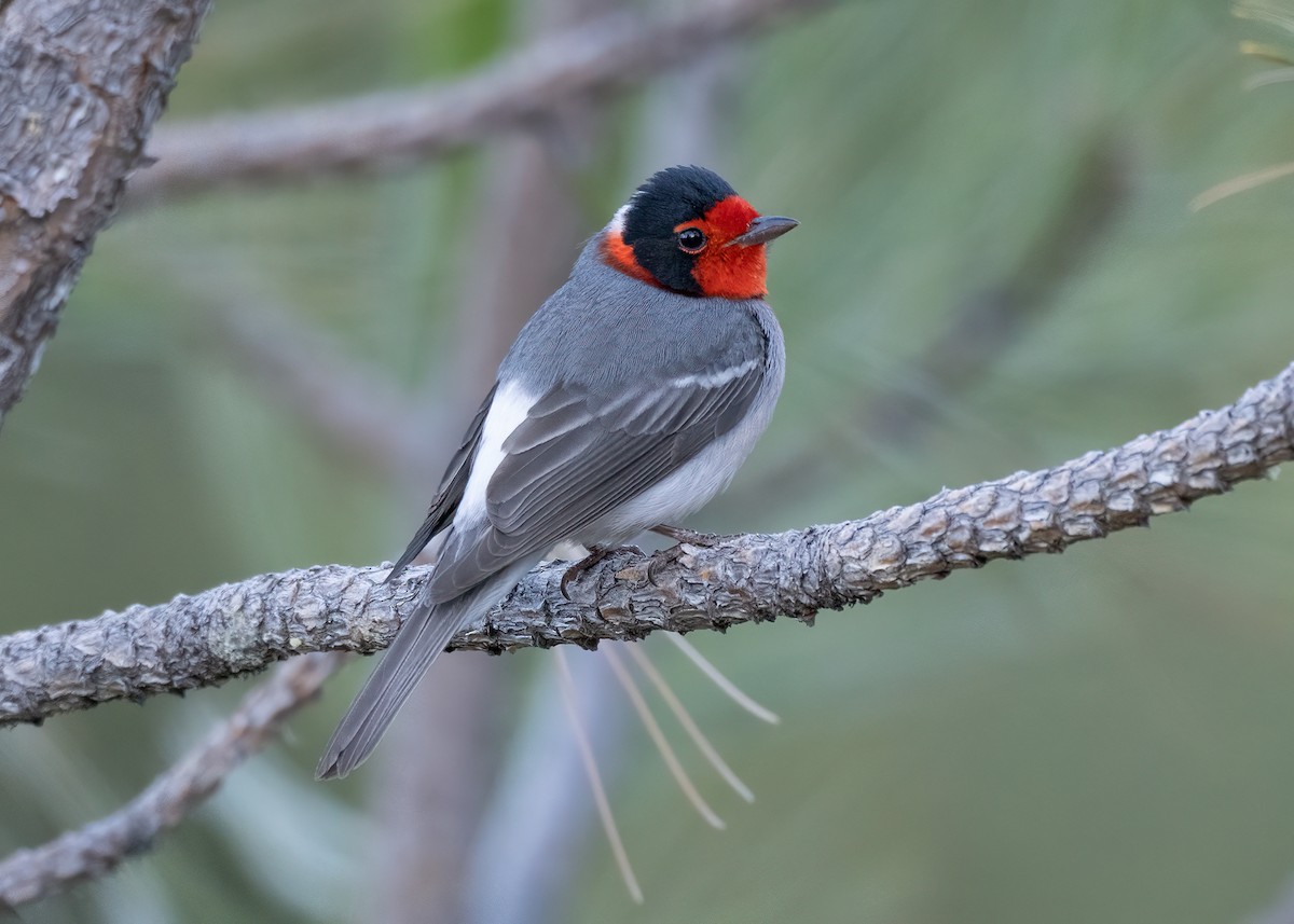 Red-faced Warbler - ML577348331
