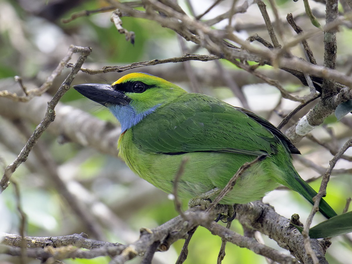 Yellow-crowned Barbet - ML57734861